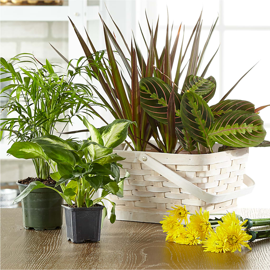 Florist Designed Blooming and Green Plants in a Basket – Safeway Norcal, Pleasanton CA