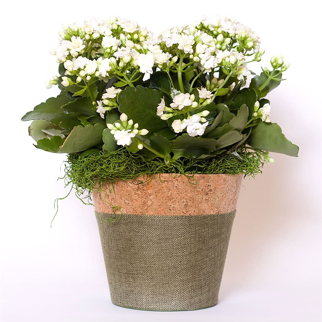 safeway plant pots Blooming Kalanchoe White – green, white flower arrangement | Pleasanton, CA