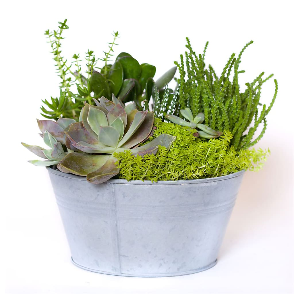 norcal succulent shop Succulent Garden – green flower arrangement | Pleasanton, CA