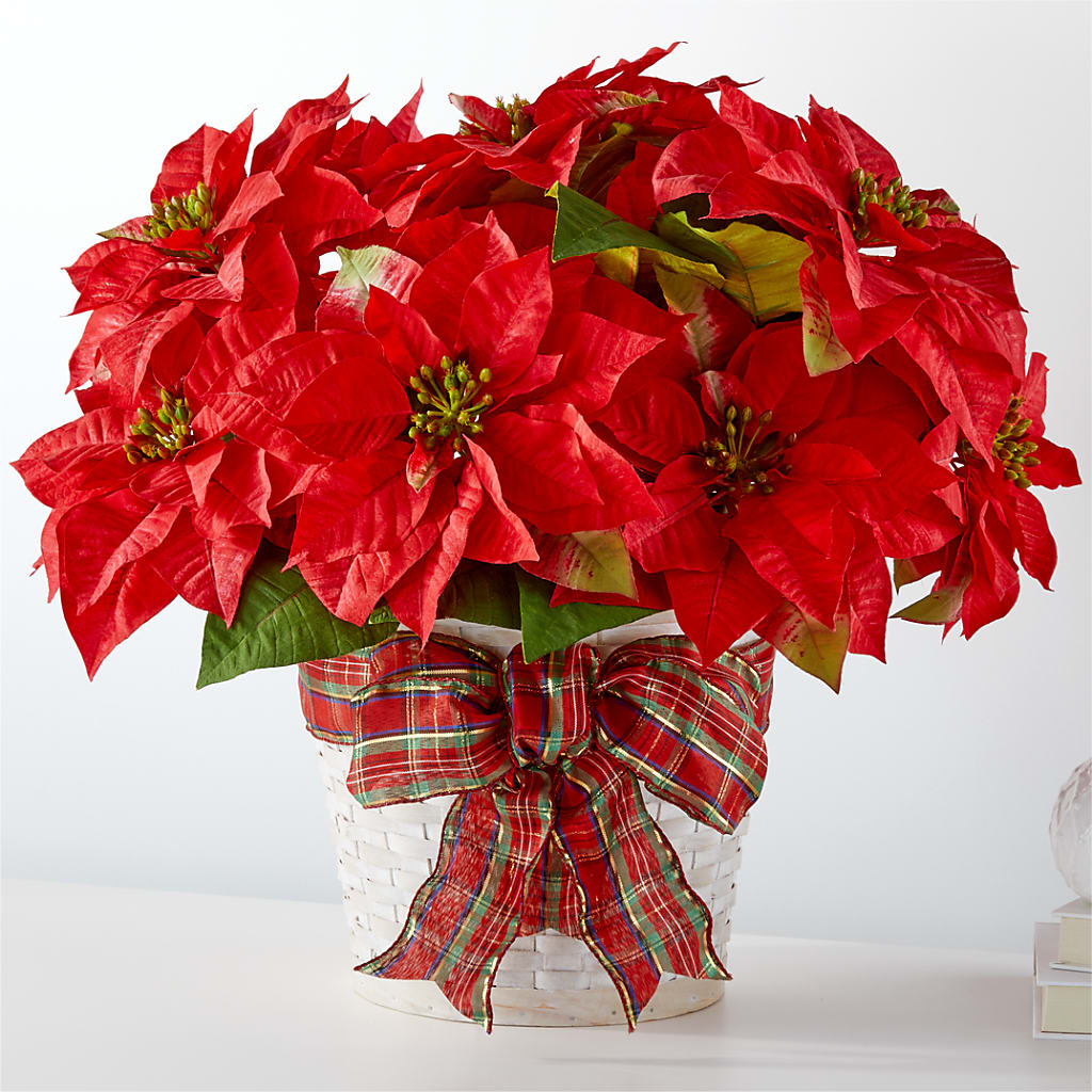 Happiest Holidays Poinsettia – Safeway Norcal, Pleasanton CA