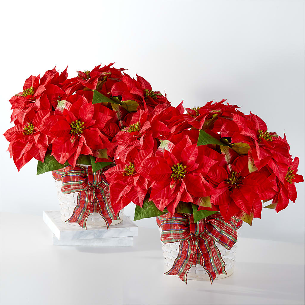 Happiest Holidays Poinsettia Bundle – Safeway Norcal, Pleasanton CA