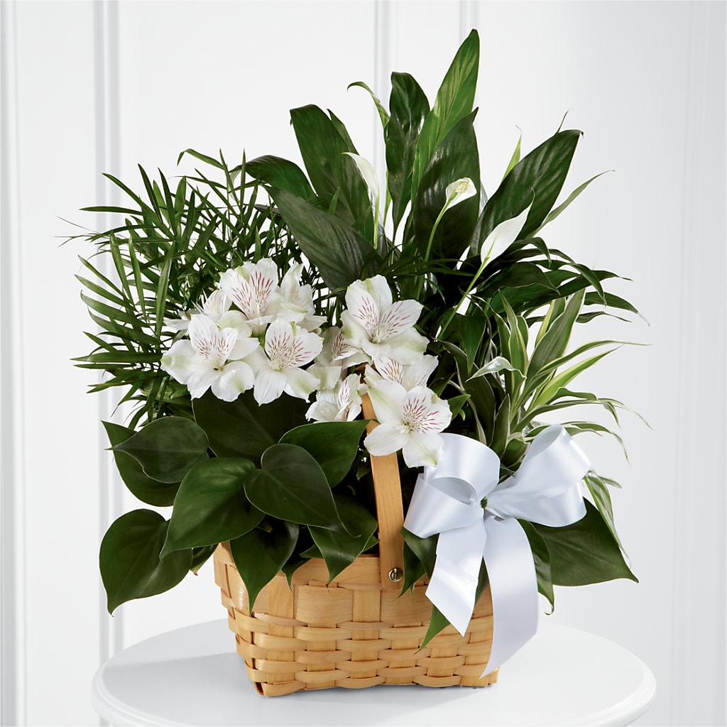 Peace & Serenity Dishgarden – Safeway Norcal, Pleasanton CA