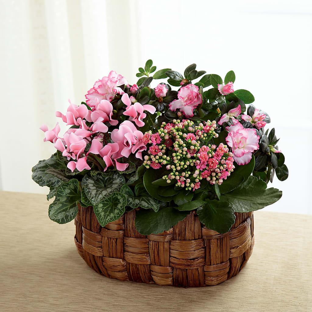 Pink Assortment – Safeway Norcal, Pleasanton CA