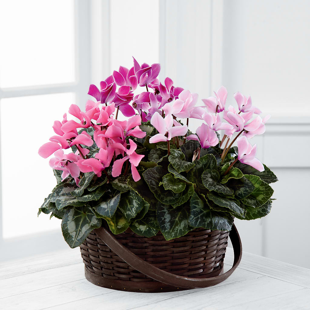 Mixed Cyclamen Planter – Safeway Norcal, Pleasanton CA