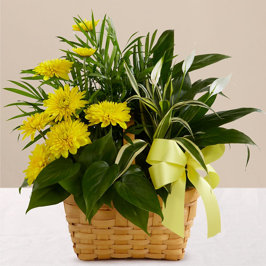 Loving Light Dishgarden – Safeway Norcal, Pleasanton CA