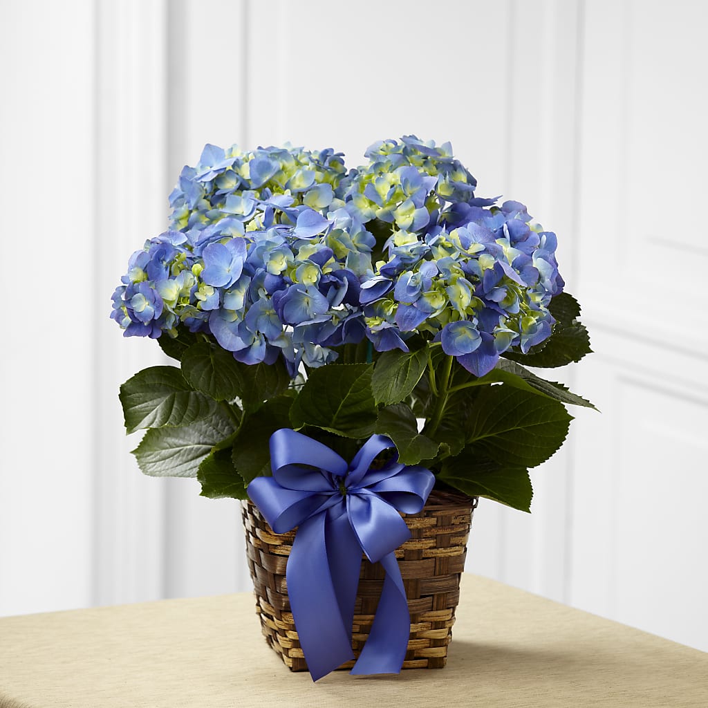 Blue Hydrangea Planter – Safeway Norcal, Pleasanton CA