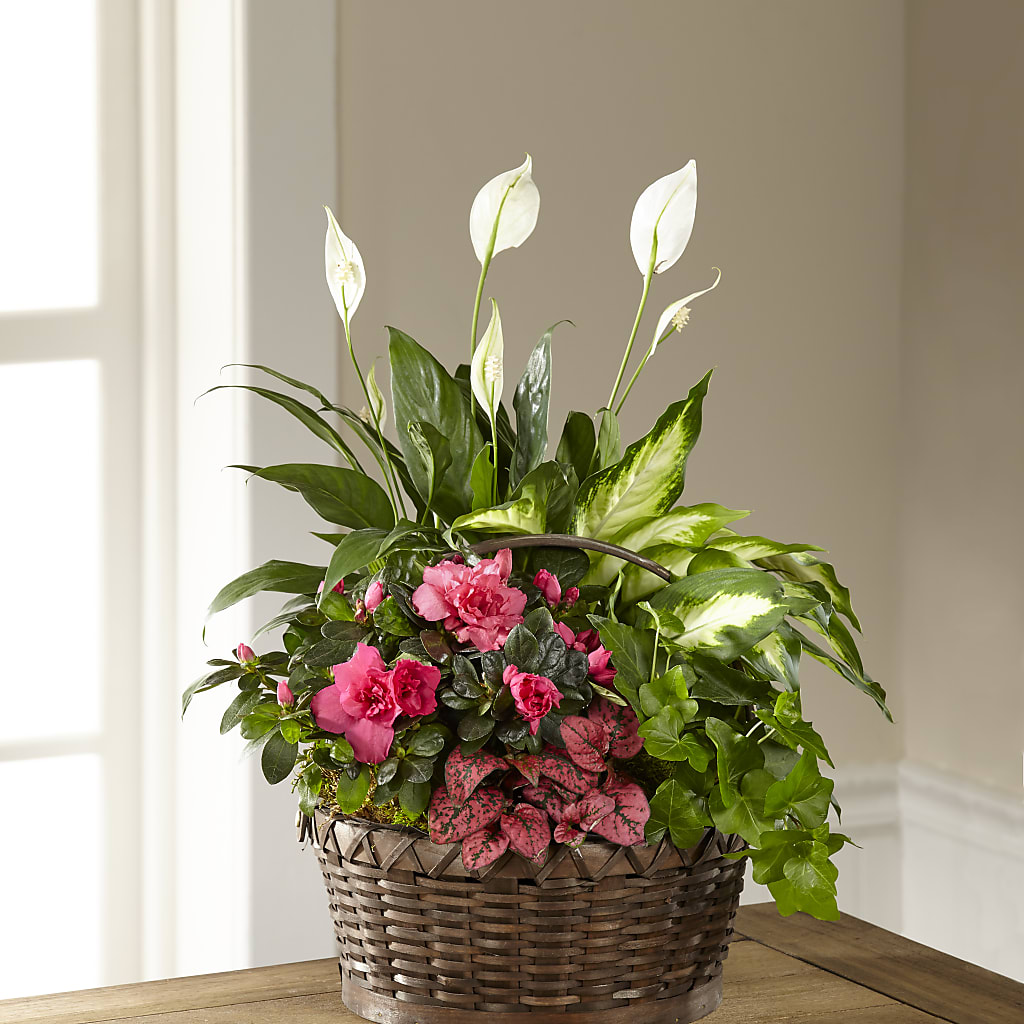 Dream in Pink Dishgarden – Safeway Norcal, Pleasanton CA