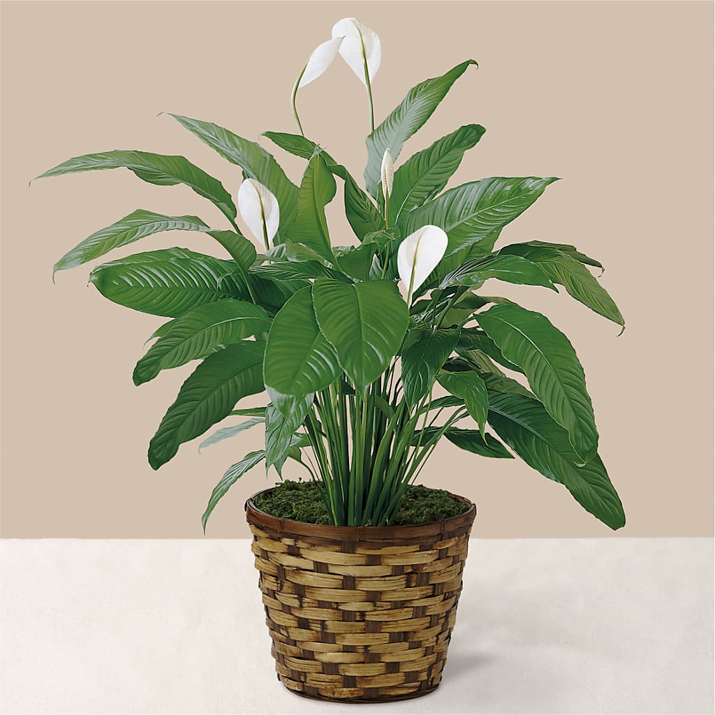 Tranquil Moments Peace Lily Plant – Safeway Norcal, Pleasanton CA