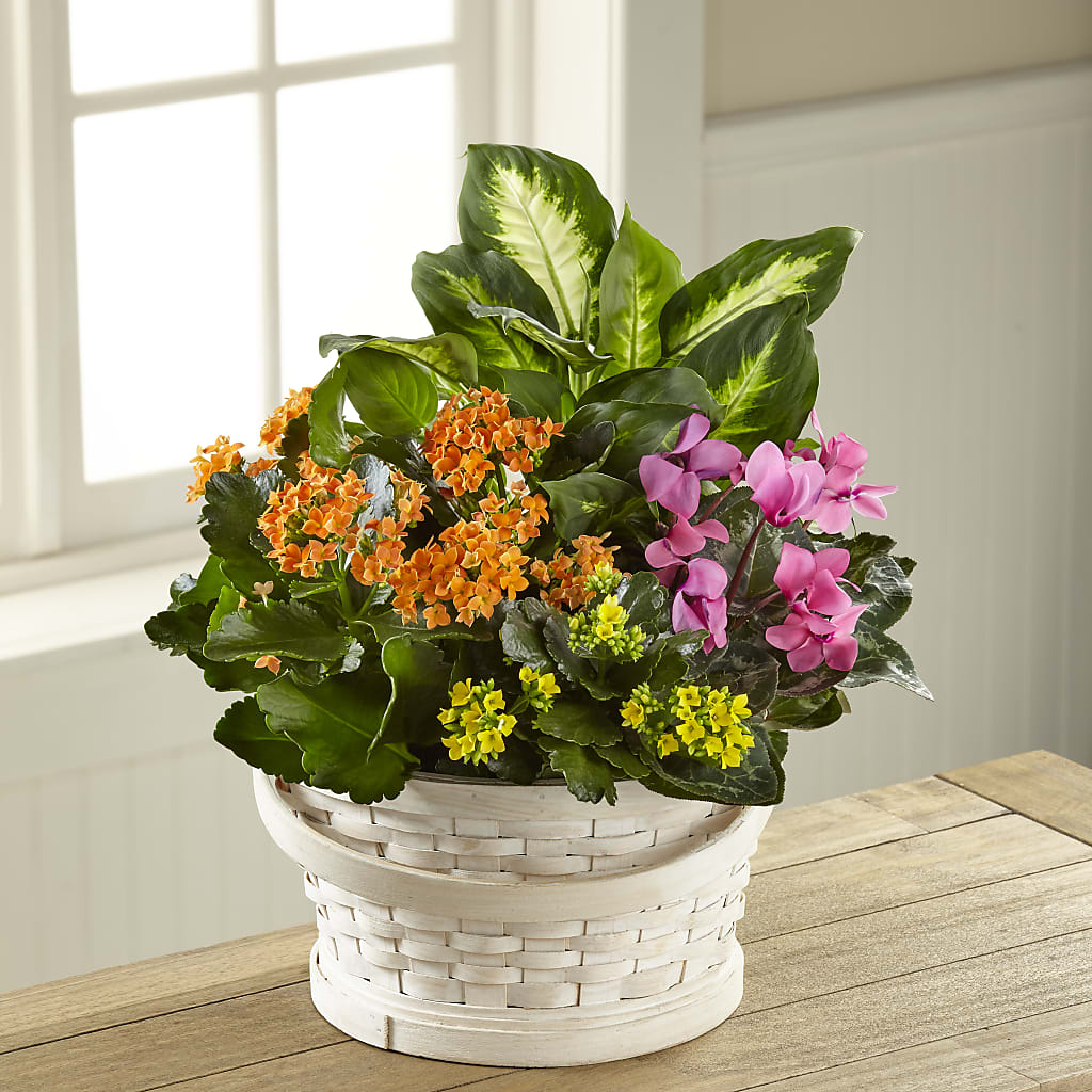 Color Crush Dishgarden – Safeway Norcal, Pleasanton CA