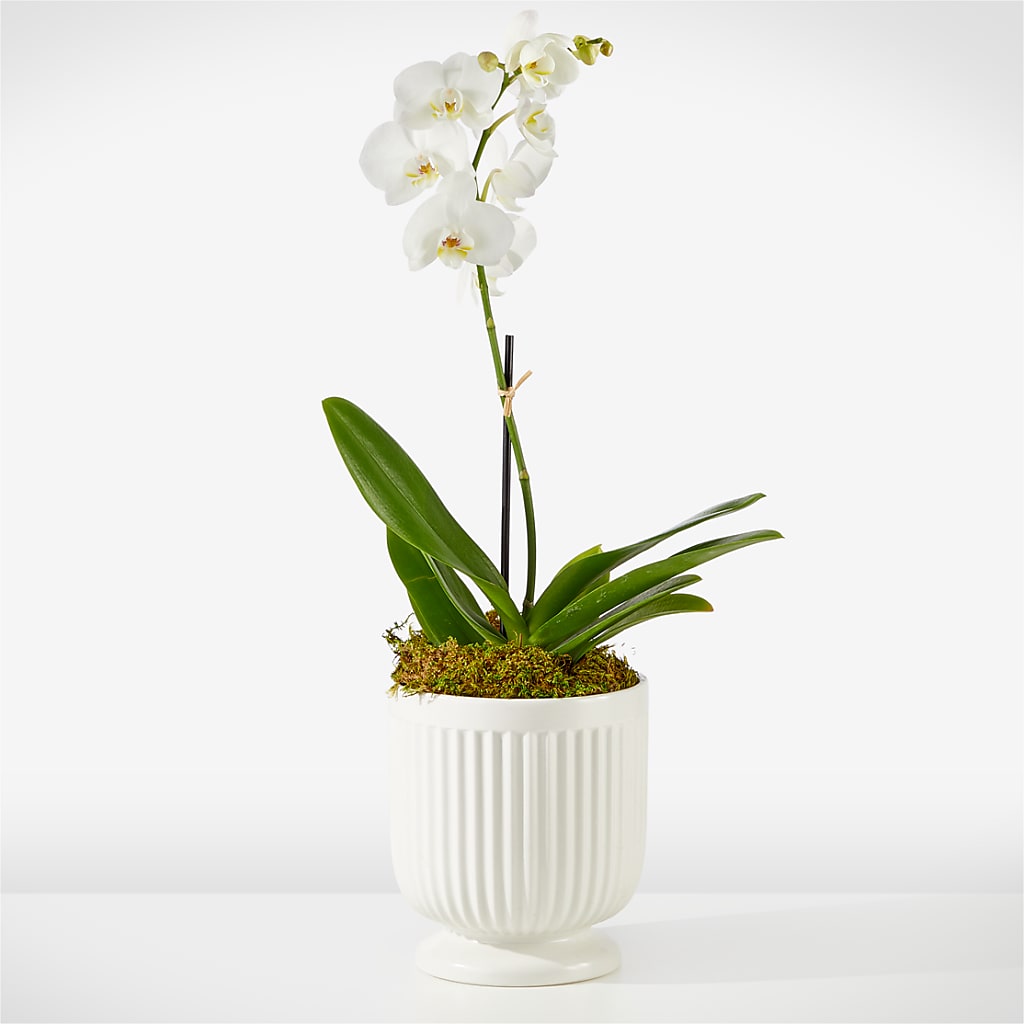 Whispering White Orchid – Safeway Norcal, Pleasanton CA