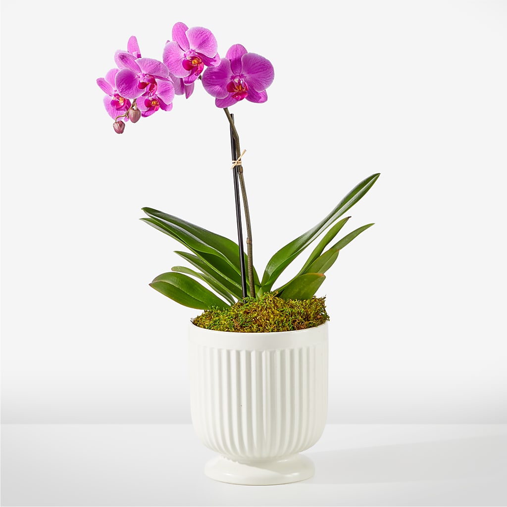 Friendly Fuchsia Orchid – Safeway Norcal, Pleasanton CA