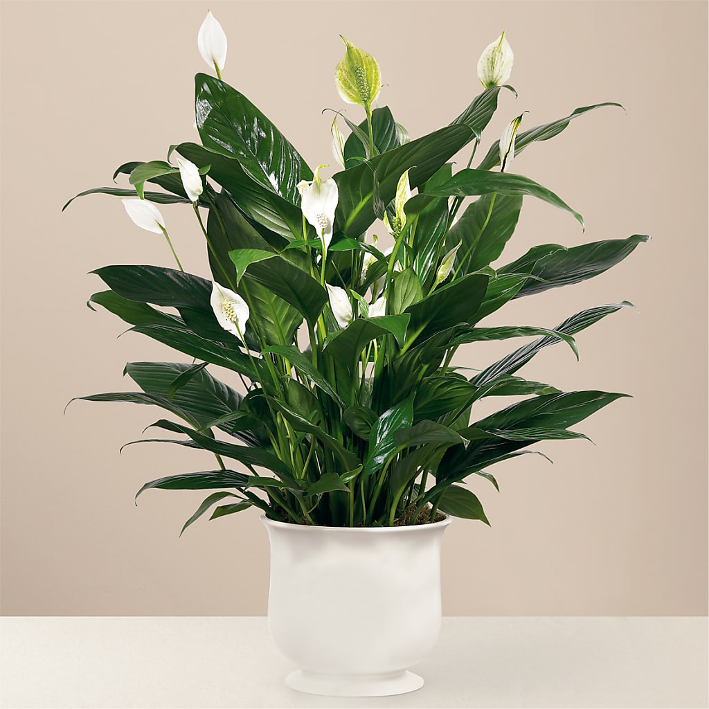 Comfort Planter – Safeway Norcal, Pleasanton CA