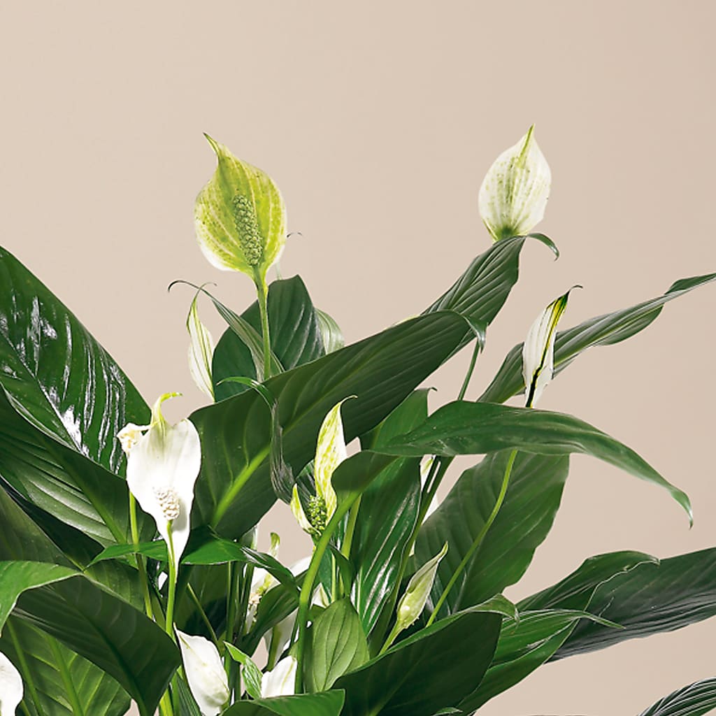 Comfort Planter – Safeway Norcal, Pleasanton CA