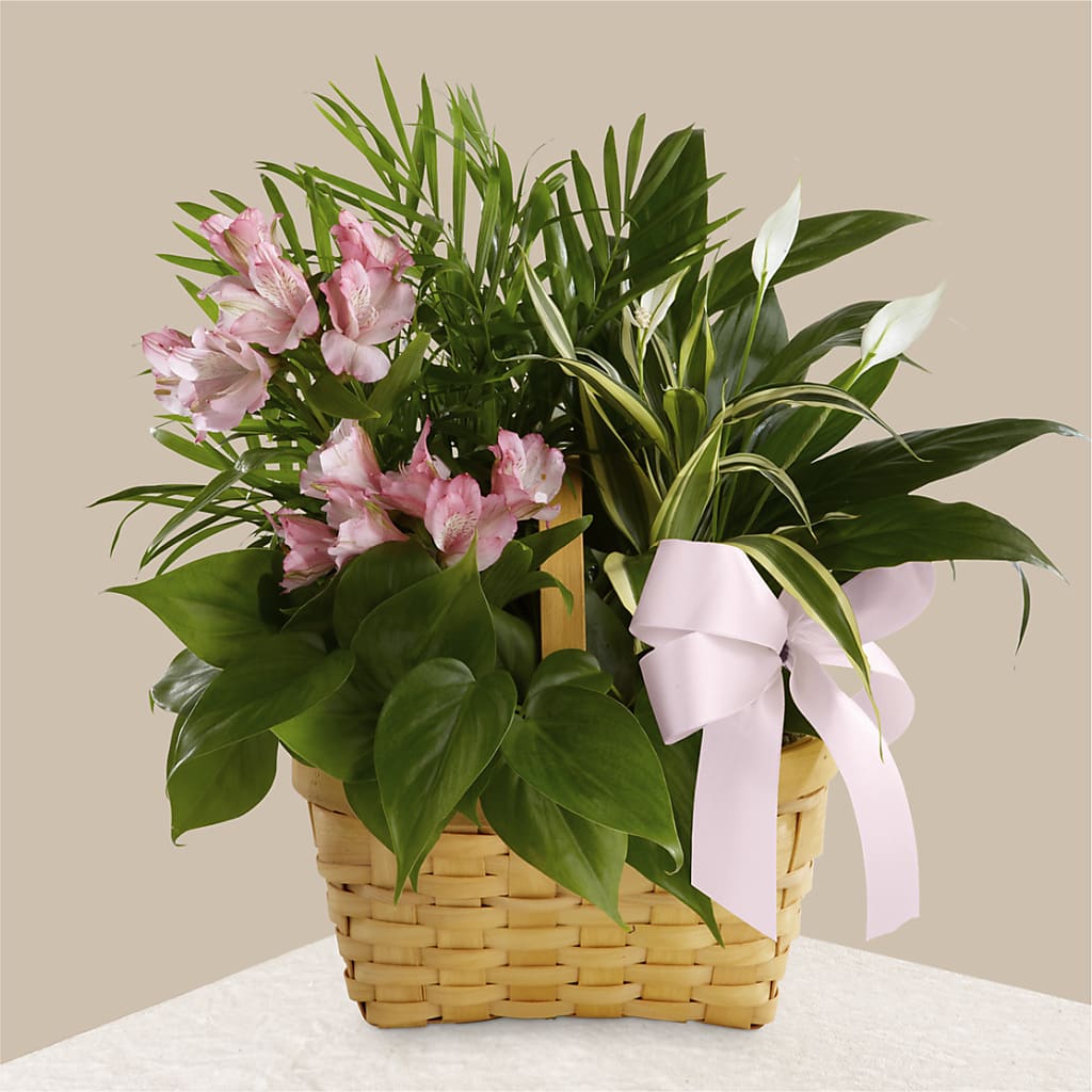 Living Spirit Dishgarden – Safeway Norcal, Pleasanton CA