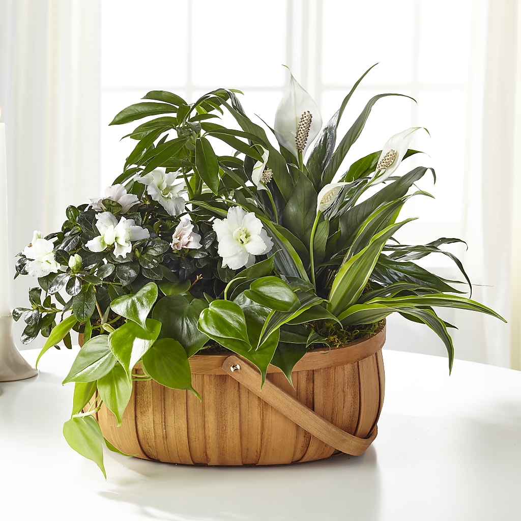 Serene Dishgarden – Safeway Norcal, Pleasanton CA