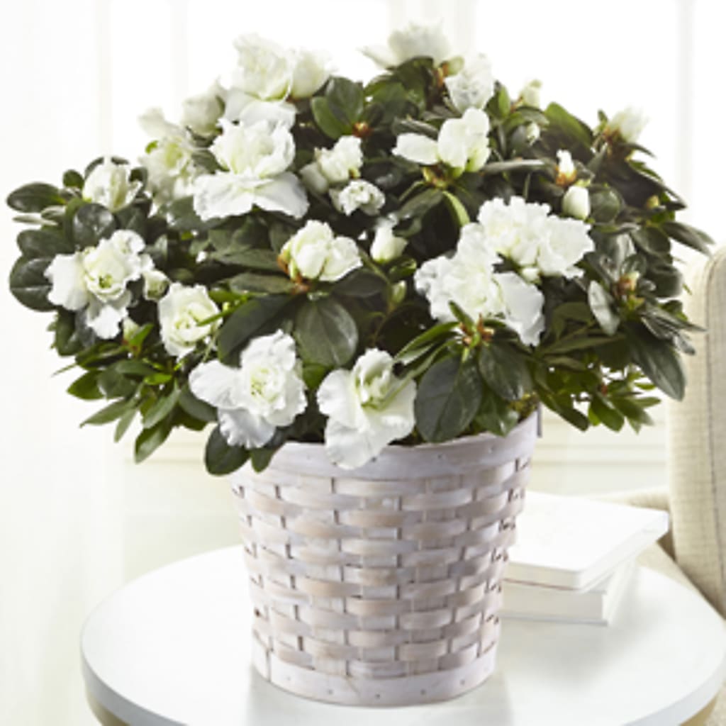 White Azalea Plant – Safeway Norcal, Pleasanton CA