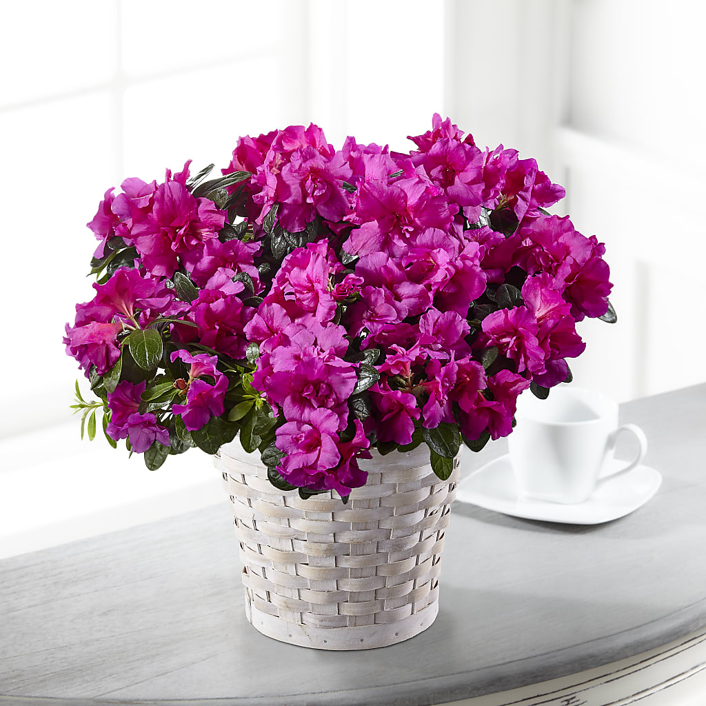 Hope & Serenity Azalea Plant – Safeway Norcal, Pleasanton CA