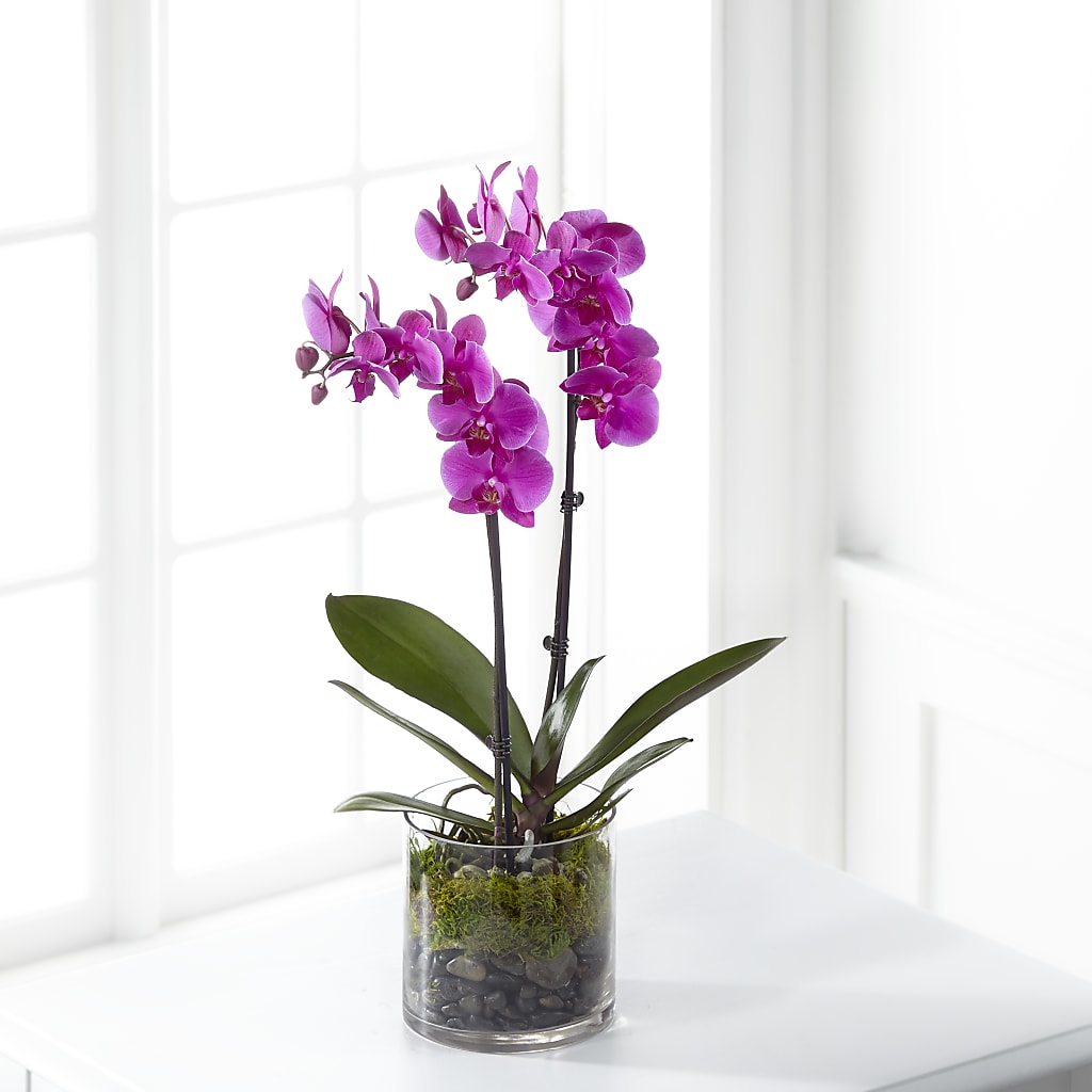 Pink Orchid Plant – Safeway Norcal, Pleasanton CA
