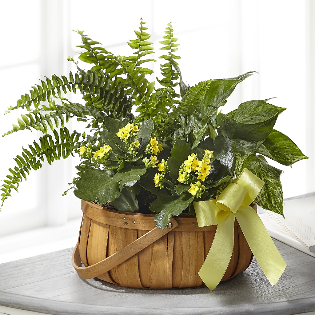 Always Dear Dishgarden – Safeway Norcal, Pleasanton CA
