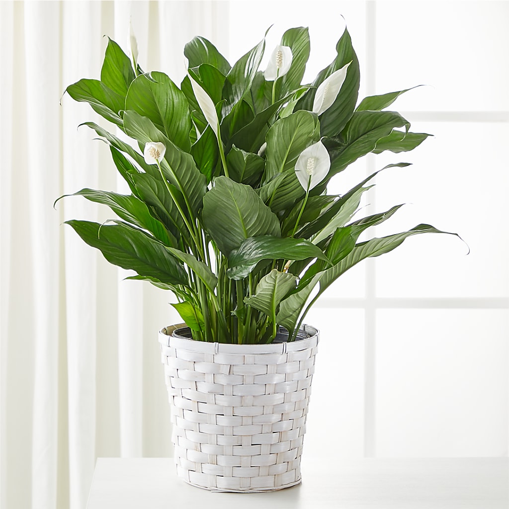 A New Leaf Peace Lily – Safeway Norcal, Pleasanton CA