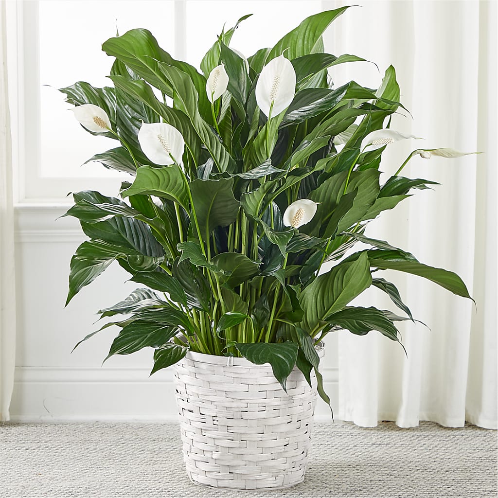 A New Leaf Peace Lily – Safeway Norcal, Pleasanton CA