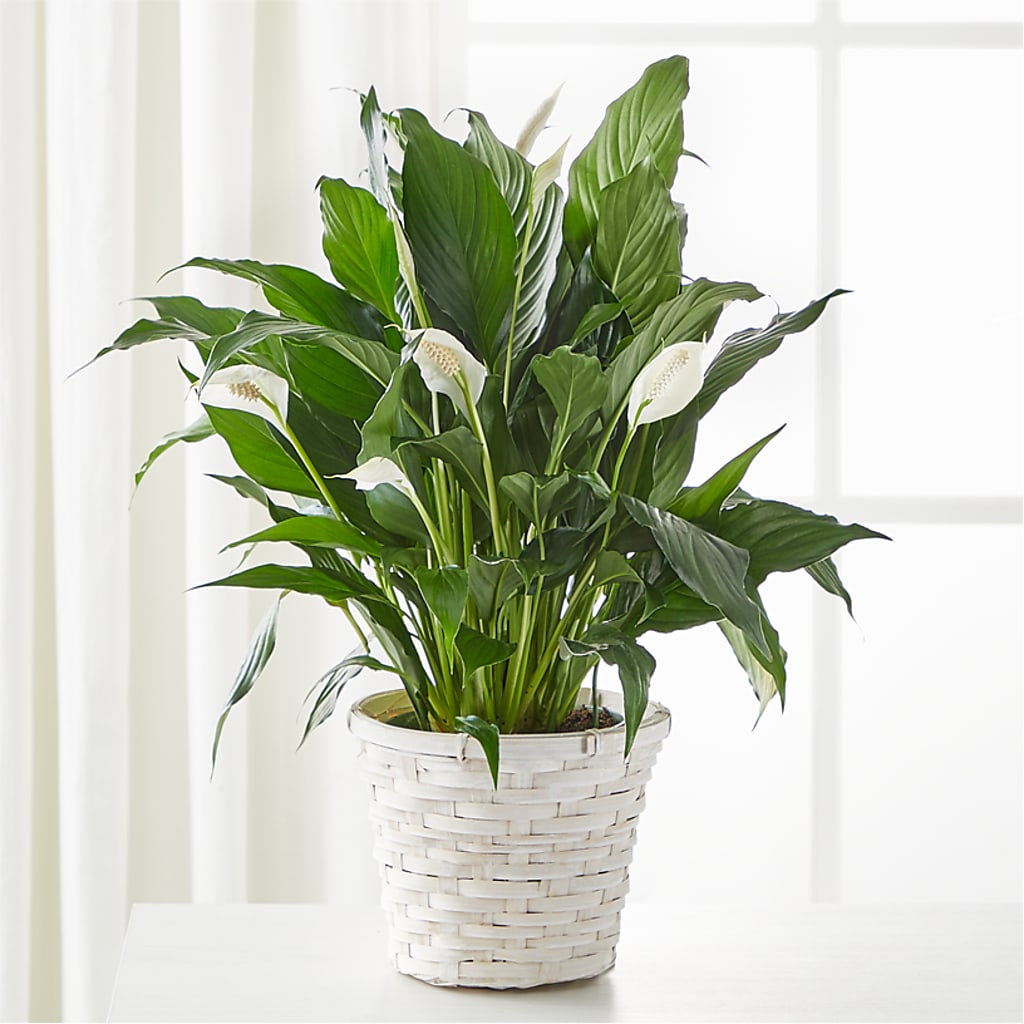 A New Leaf Peace Lily – Safeway Norcal, Pleasanton CA