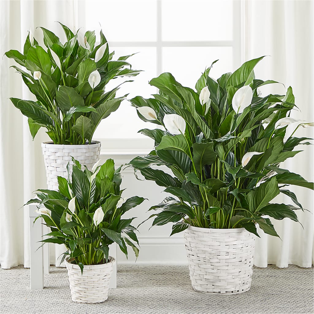 A New Leaf Peace Lily – Safeway Norcal, Pleasanton CA