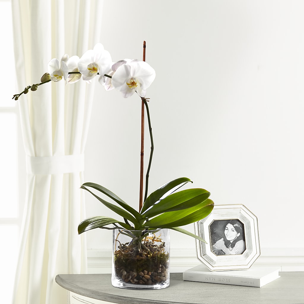 White Orchid Planter – Safeway Norcal, Pleasanton CA