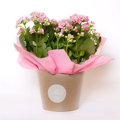 Blooming Kalanchoe Pink –  Safeway Norcal, Pleasanton CA