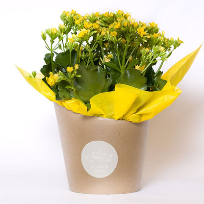 Blooming Kalanchoe Yellow –  Safeway Norcal, Pleasanton CA
