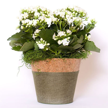 Blooming Kalanchoe White –  Safeway Norcal, Pleasanton CA