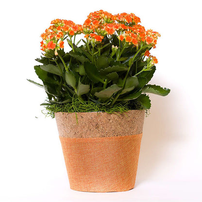 Blooming Kalanchoe Orange –  Safeway Norcal, Pleasanton CA