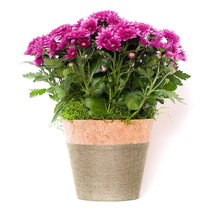 Blooming Mum –  Safeway Norcal, Pleasanton CA