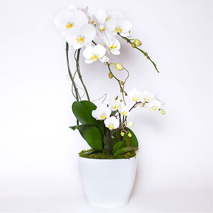 Orchid Garden Deluxe –  Safeway Norcal, Pleasanton CA