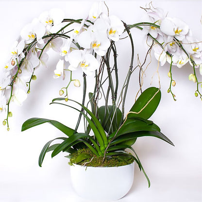 Orchid Garden Premium –  Safeway Norcal, Pleasanton CA