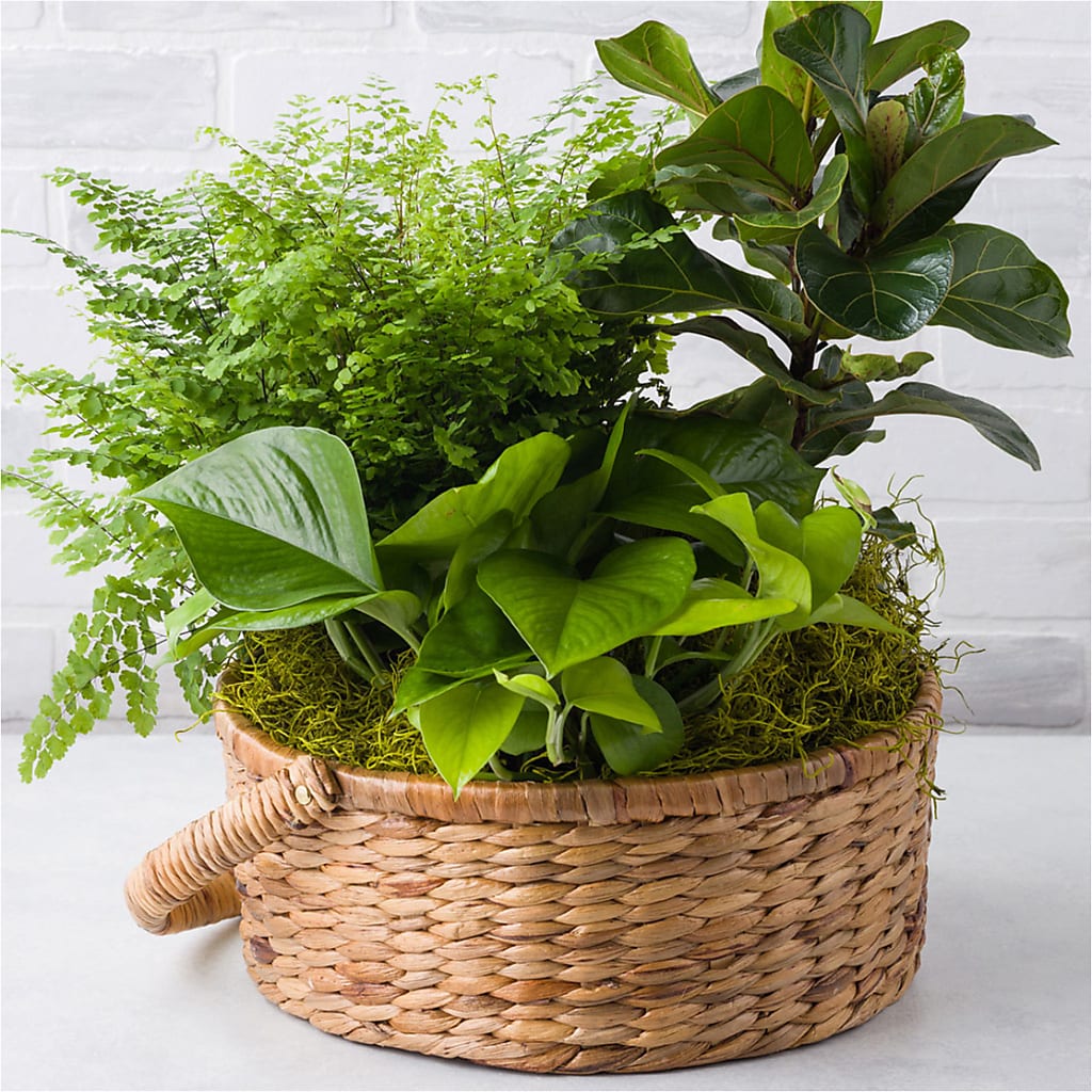 Euro Foliage Basket