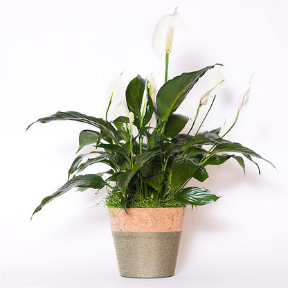 Spathiphyllum Plant –  Safeway Norcal, Pleasanton CA