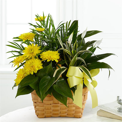 Loving Light Dishgarden –  Safeway Norcal, Pleasanton CA