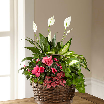 Dream in Pink Dishgarden –  Safeway Norcal, Pleasanton CA