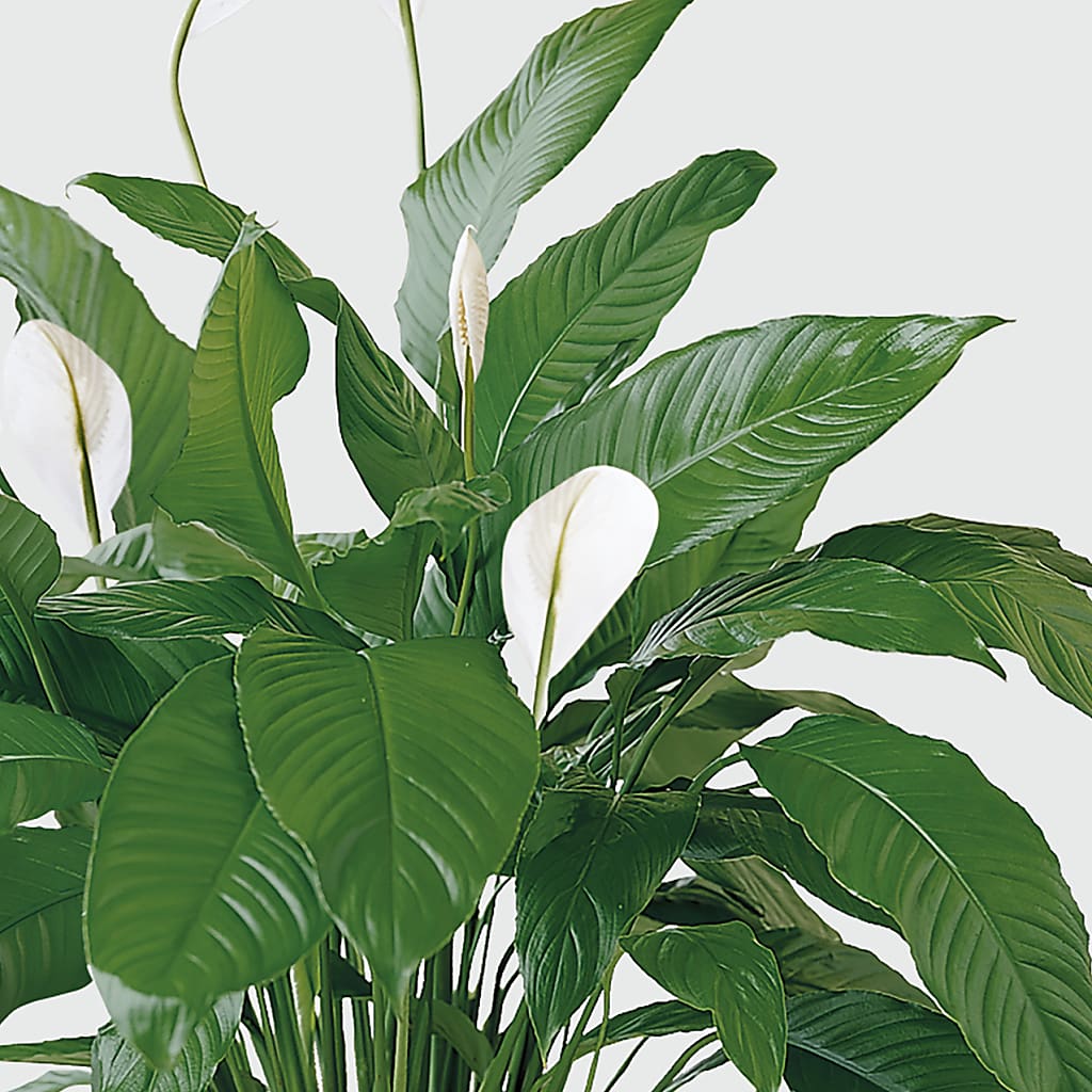 Tranquil Moments Peace Lily Plant –  Safeway Norcal, Pleasanton CA