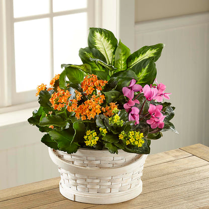Color Crush Dishgarden –  Safeway Norcal, Pleasanton CA