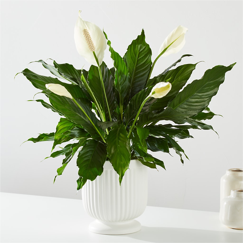 Comfort Planter –  Safeway Norcal, Pleasanton CA