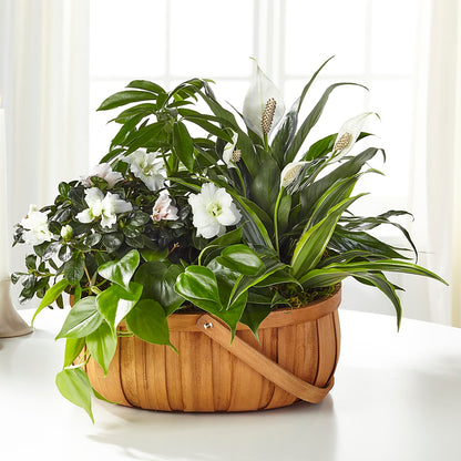 Serene Dishgarden –  Safeway Norcal, Pleasanton CA