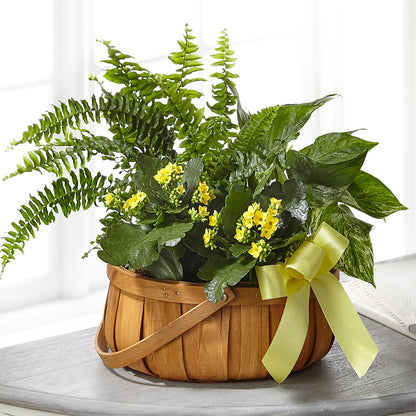 Always Dear Dishgarden –  Safeway Norcal, Pleasanton CA