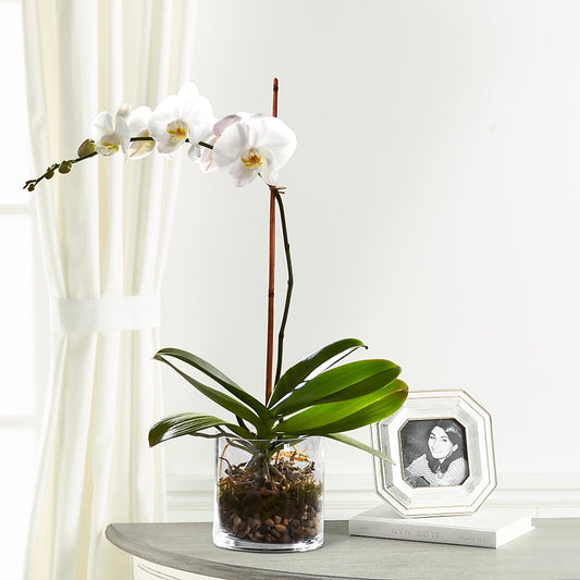 White Orchid Planter