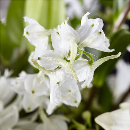 Classic Ivory – A Florist Original –  Safeway Norcal, Pleasanton CA