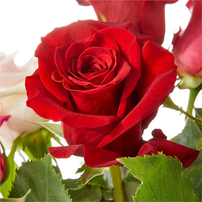 Love Notes Rose Bouquet –  Safeway Norcal, Pleasanton CA